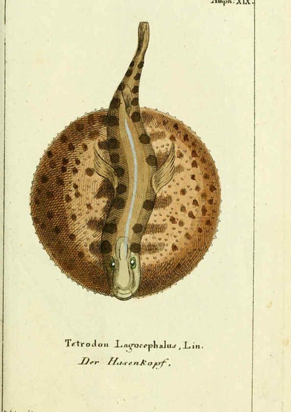 Reproducción/Reproduction 5988323910: Gemeinnüzzige Naturgeschichte des Thierreichs bd. 4 plates Berlin ;bei Gottlieb August Lange,1780-1789