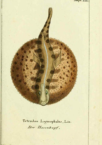 Reproducción/Reproduction 5988323910: Gemeinnüzzige Naturgeschichte des Thierreichs bd. 4 plates Berlin ;bei Gottlieb August Lange,1780-1789