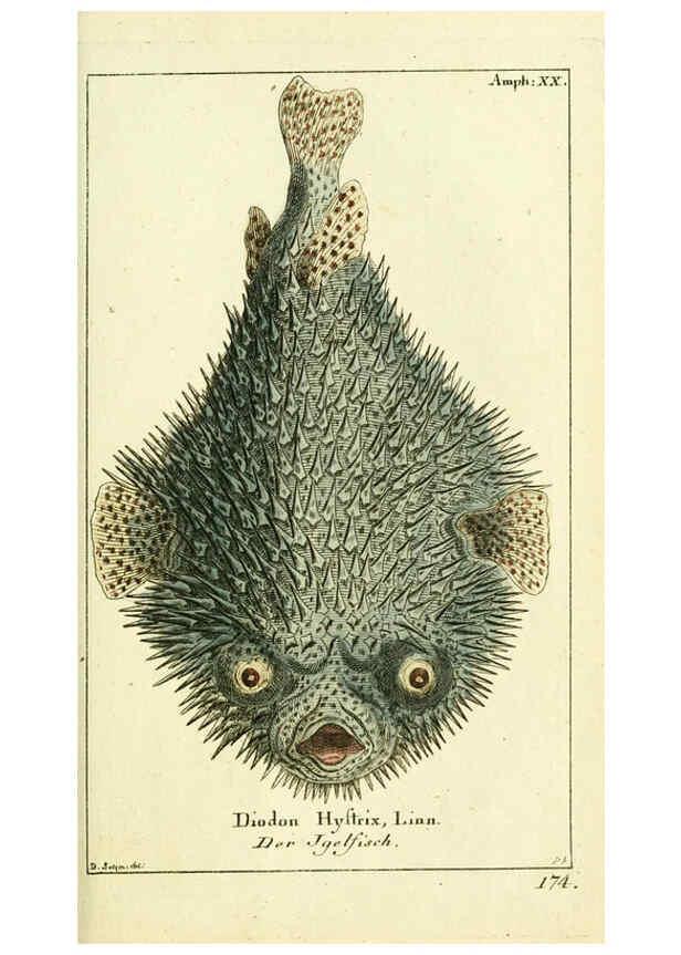 Reproducción/Reproduction 5988324208: Gemeinnüzzige Naturgeschichte des Thierreichs bd. 4 plates Berlin ;bei Gottlieb August Lange,1780-1789
