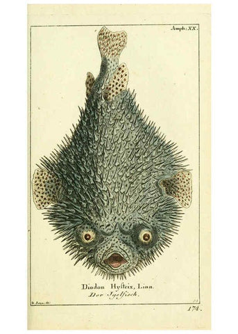 Reproducción/Reproduction 5988324208: Gemeinnüzzige Naturgeschichte des Thierreichs bd. 4 plates Berlin ;bei Gottlieb August Lange,1780-1789