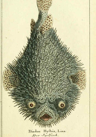 Reproducción/Reproduction 5988324208: Gemeinnüzzige Naturgeschichte des Thierreichs bd. 4 plates Berlin ;bei Gottlieb August Lange,1780-1789