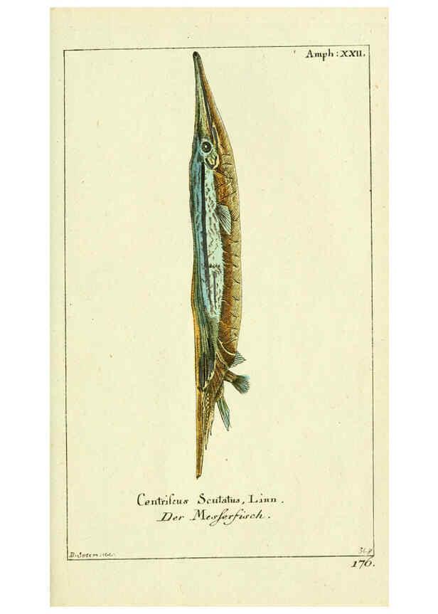 Reproducción/Reproduction 5987761271: Gemeinnüzzige Naturgeschichte des Thierreichs bd. 4 plates Berlin ;bei Gottlieb August Lange,1780-1789
