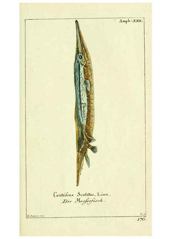 Reproducción/Reproduction 5987761271: Gemeinnüzzige Naturgeschichte des Thierreichs bd. 4 plates Berlin ;bei Gottlieb August Lange,1780-1789