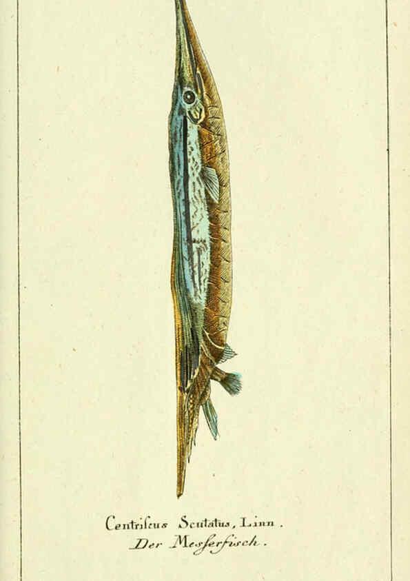Reproducción/Reproduction 5987761271: Gemeinnüzzige Naturgeschichte des Thierreichs bd. 4 plates Berlin ;bei Gottlieb August Lange,1780-1789