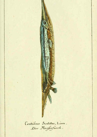 Reproducción/Reproduction 5987761271: Gemeinnüzzige Naturgeschichte des Thierreichs bd. 4 plates Berlin ;bei Gottlieb August Lange,1780-1789