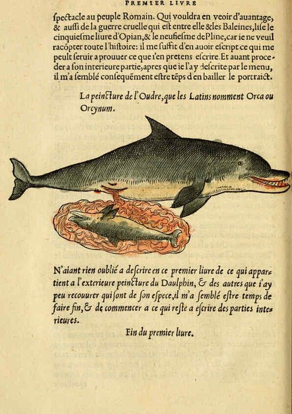 Reproducción/Reproduction 5998392399: L'histoire naturelle des estranges poissons marins A Paris :De l'imprimerie de Regnaud Chaudiere,1551