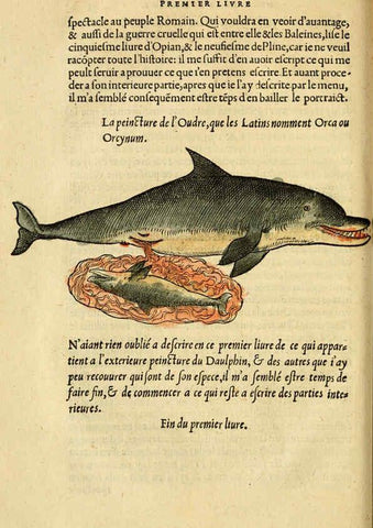 Reproducción/Reproduction 5998392399: L'histoire naturelle des estranges poissons marins A Paris :De l'imprimerie de Regnaud Chaudiere,1551