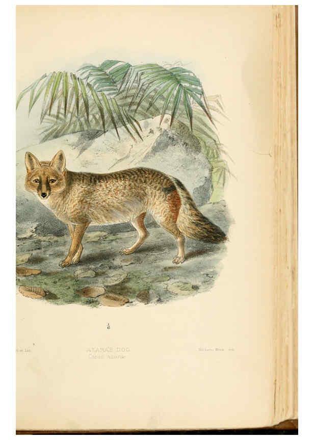 Reproducción/Reproduction 5988403986: Dogs, jackals, wolves, and foxes London R.H. Porter 1890 