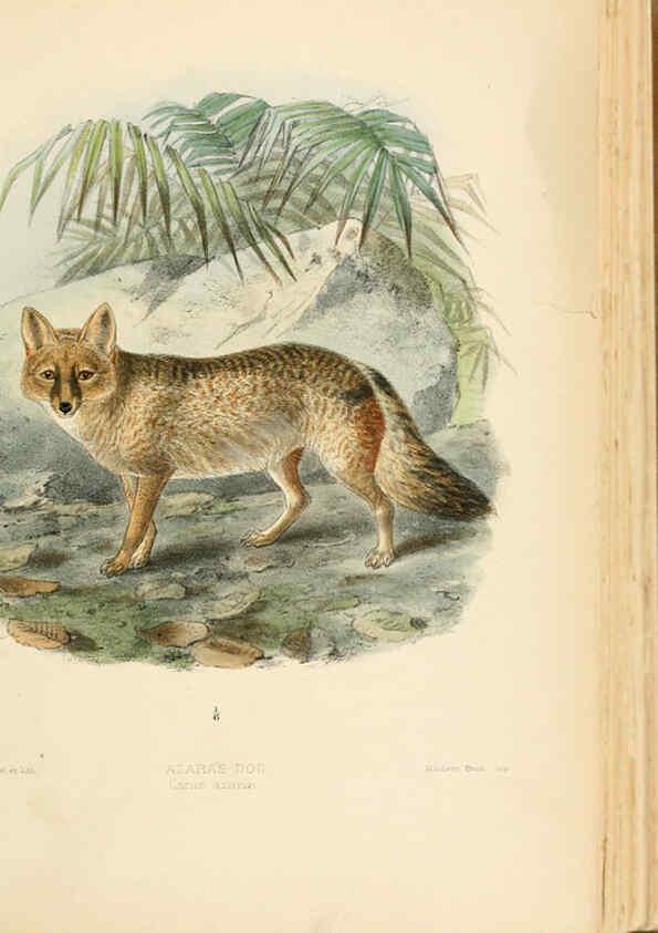 Reproducción/Reproduction 5988403986: Dogs, jackals, wolves, and foxes London R.H. Porter 1890 