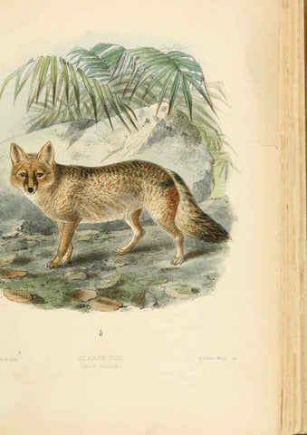Reproducción/Reproduction 5988403986: Dogs, jackals, wolves, and foxes London R.H. Porter 1890 