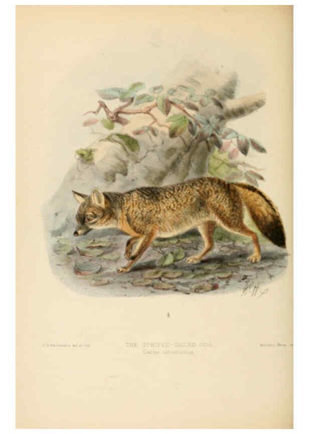 Reproducción/Reproduction 5987840763: Dogs, jackals, wolves, and foxes London R.H. Porter 1890 