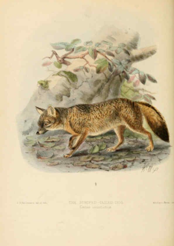 Reproducción/Reproduction 5987840763: Dogs, jackals, wolves, and foxes London R.H. Porter 1890 