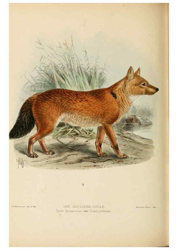 Reproducción/Reproduction 5987846905: Dogs, jackals, wolves, and foxes London R.H. Porter 1890 