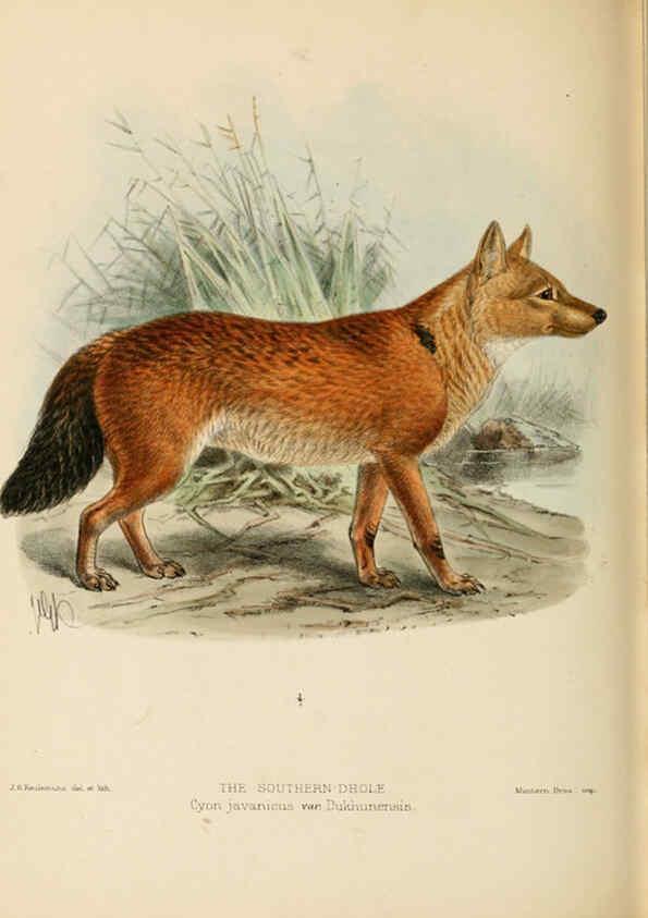 Reproducción/Reproduction 5987846905: Dogs, jackals, wolves, and foxes London R.H. Porter 1890 