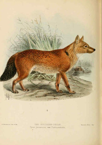 Reproducción/Reproduction 5987846905: Dogs, jackals, wolves, and foxes London R.H. Porter 1890 