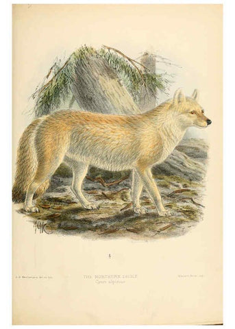 Reproducción/Reproduction 5988411036: Dogs, jackals, wolves, and foxes London R.H. Porter 1890 