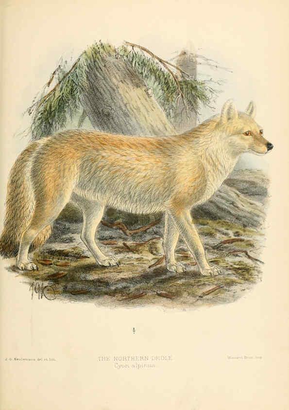 Reproducción/Reproduction 5988411036: Dogs, jackals, wolves, and foxes London R.H. Porter 1890 