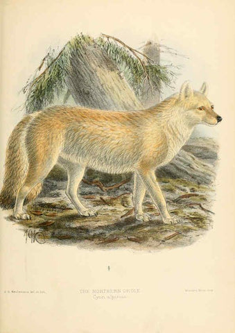 Reproducción/Reproduction 5988411036: Dogs, jackals, wolves, and foxes London R.H. Porter 1890 