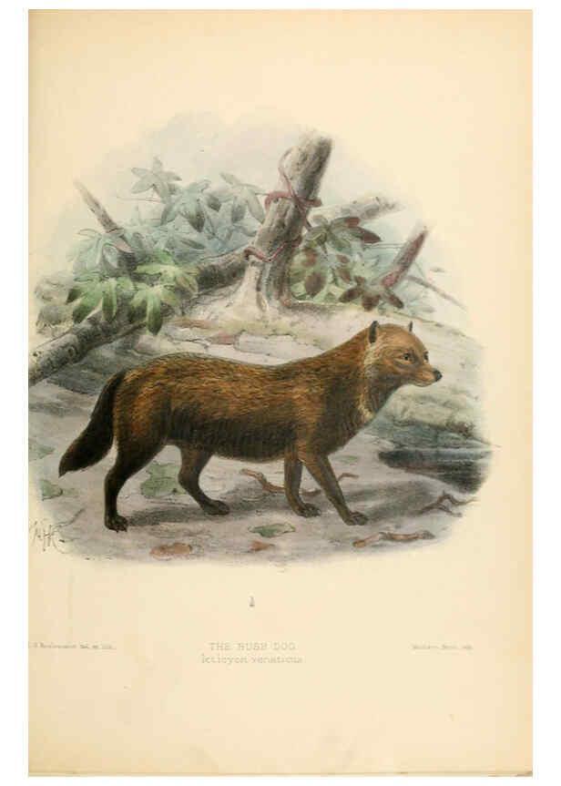 Reproducción/Reproduction 5988411236: Dogs, jackals, wolves, and foxes London R.H. Porter 1890 