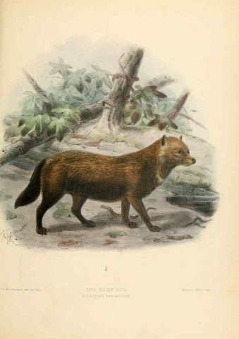 Reproducción/Reproduction 5988411236: Dogs, jackals, wolves, and foxes London R.H. Porter 1890 