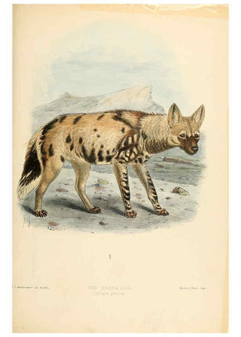 Reproducción/Reproduction 5988411432: Dogs, jackals, wolves, and foxes London R.H. Porter 1890 