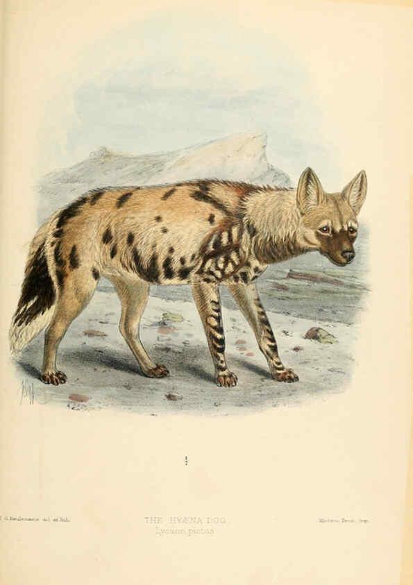 Reproducción/Reproduction 5988411432: Dogs, jackals, wolves, and foxes London R.H. Porter 1890 