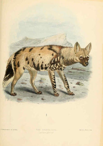 Reproducción/Reproduction 5988411432: Dogs, jackals, wolves, and foxes London R.H. Porter 1890 
