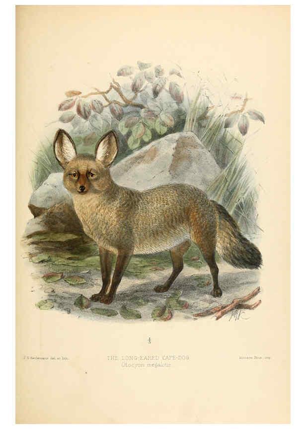 Reproducción/Reproduction 5987848041: Dogs, jackals, wolves, and foxes London R.H. Porter 1890 