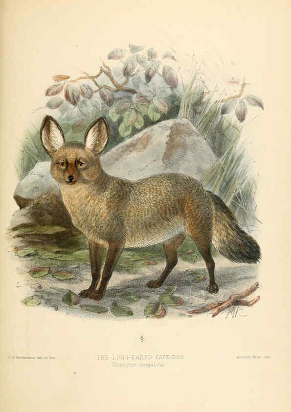 Reproducción/Reproduction 5987848041: Dogs, jackals, wolves, and foxes London R.H. Porter 1890 