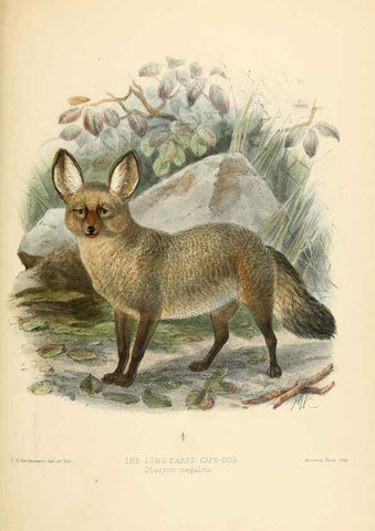 Reproducción/Reproduction 5987848041: Dogs, jackals, wolves, and foxes London R.H. Porter 1890 