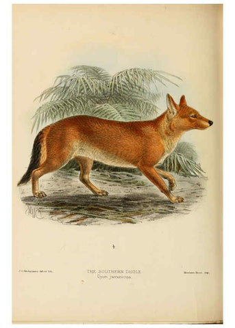 Reproducción/Reproduction 5987846707: Dogs, jackals, wolves, and foxes London R.H. Porter 1890 
