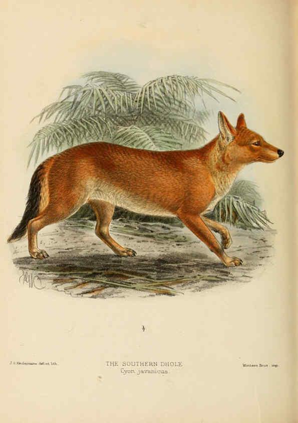 Reproducción/Reproduction 5987846707: Dogs, jackals, wolves, and foxes London R.H. Porter 1890 