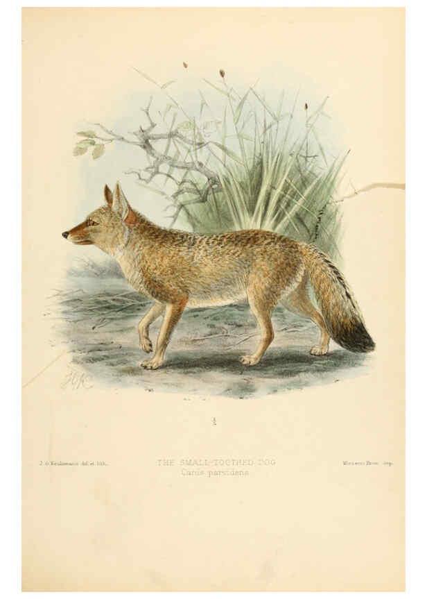 Reproducción/Reproduction 5988404202: Dogs, jackals, wolves, and foxes London R.H. Porter 1890 