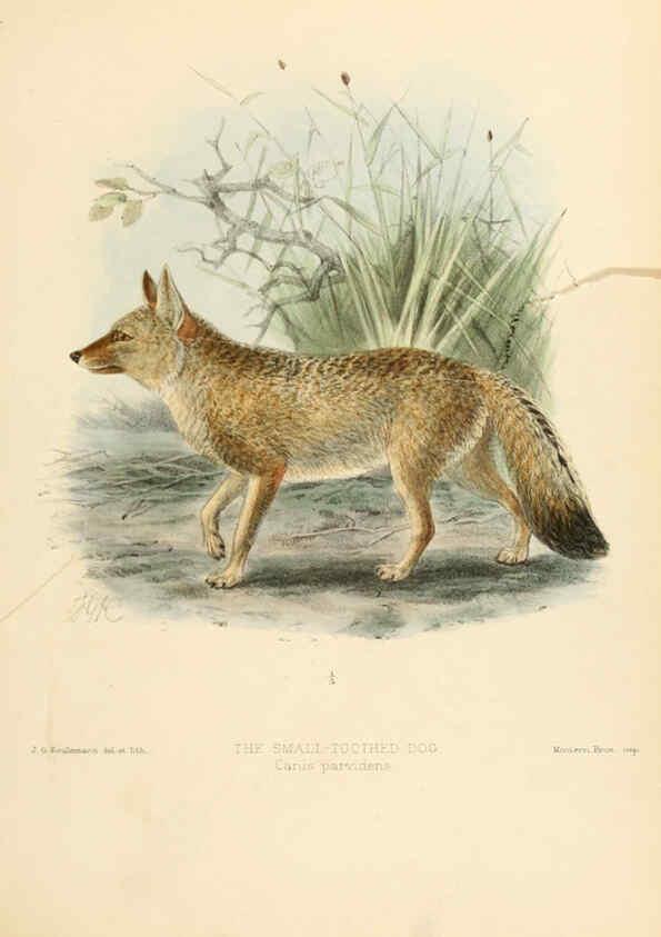 Reproducción/Reproduction 5988404202: Dogs, jackals, wolves, and foxes London R.H. Porter 1890 