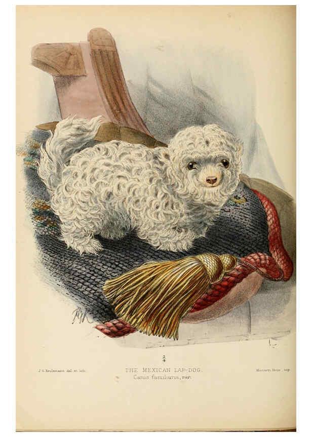 Reproducción/Reproduction 5987846307: Dogs, jackals, wolves, and foxes London R.H. Porter 1890 