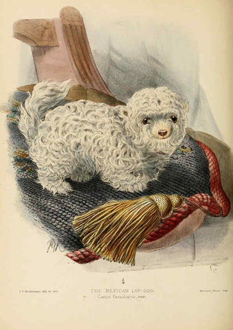 Reproducción/Reproduction 5987846307: Dogs, jackals, wolves, and foxes London R.H. Porter 1890 