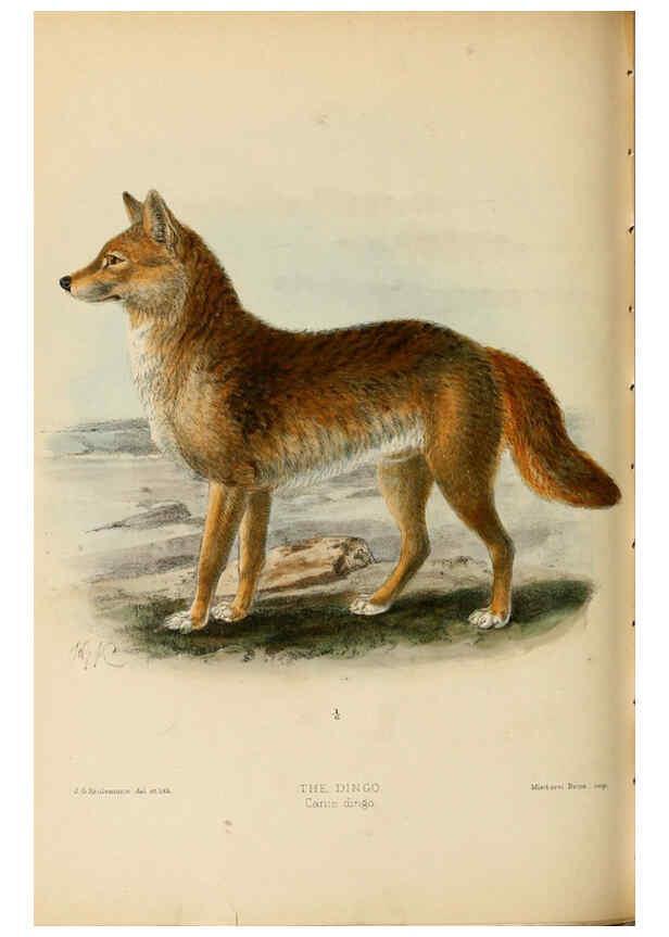 Reproducción/Reproduction 5987845401: Dogs, jackals, wolves, and foxes London R.H. Porter 1890 