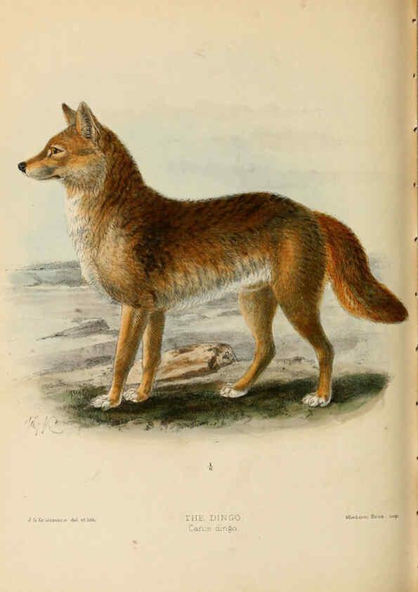 Reproducción/Reproduction 5987845401: Dogs, jackals, wolves, and foxes London R.H. Porter 1890 