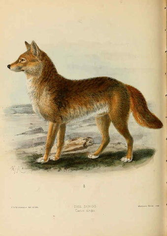 Reproducción/Reproduction 5987845401: Dogs, jackals, wolves, and foxes London R.H. Porter 1890 