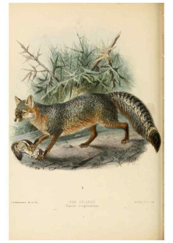 Reproducción/Reproduction 5988404762: Dogs, jackals, wolves, and foxes London R.H. Porter 1890 