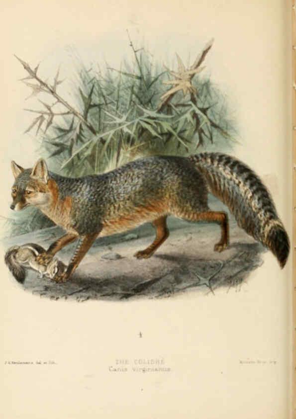 Reproducción/Reproduction 5988404762: Dogs, jackals, wolves, and foxes London R.H. Porter 1890 