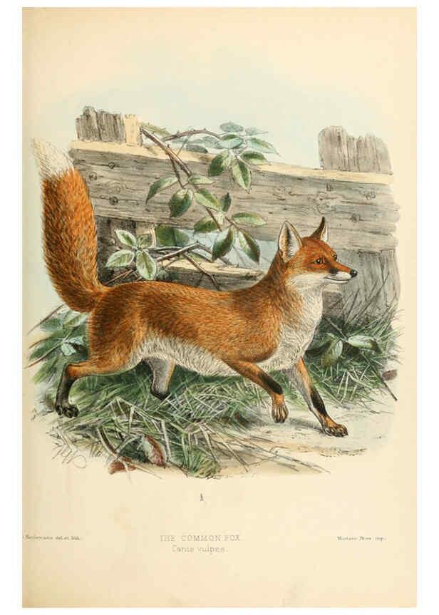 Reproducción/Reproduction 5988404970: Dogs, jackals, wolves, and foxes London R.H. Porter 1890 