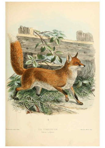 Reproducción/Reproduction 5988404970: Dogs, jackals, wolves, and foxes London R.H. Porter 1890 