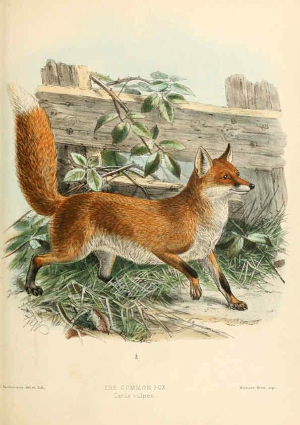 Reproducción/Reproduction 5988404970: Dogs, jackals, wolves, and foxes London R.H. Porter 1890 