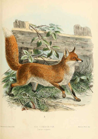 Reproducción/Reproduction 5988404970: Dogs, jackals, wolves, and foxes London R.H. Porter 1890 