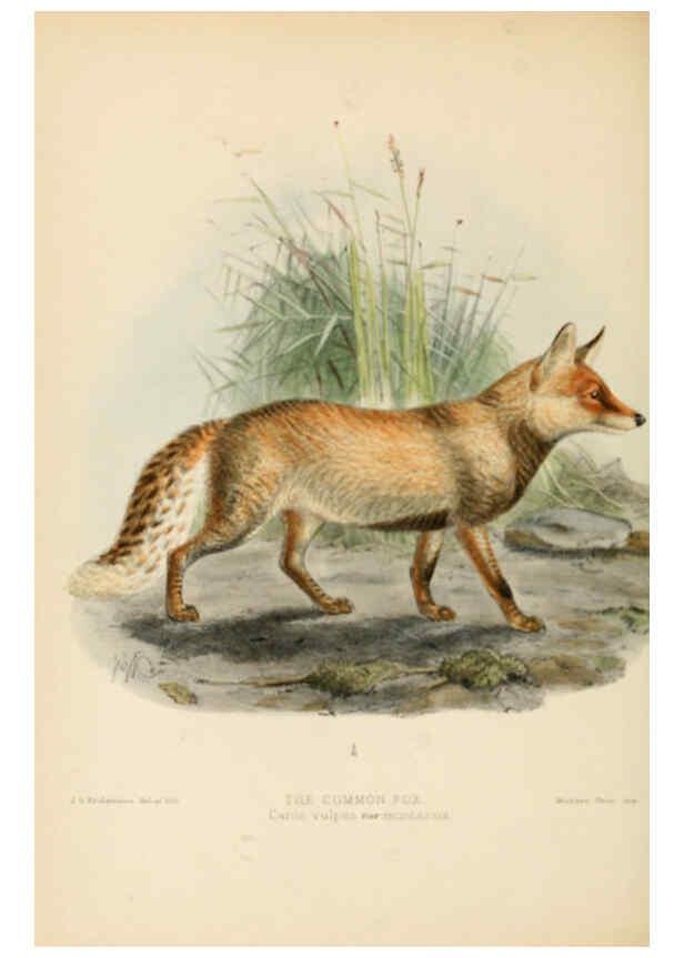 Reproducción/Reproduction 5987841561: Dogs, jackals, wolves, and foxes London R.H. Porter 1890 