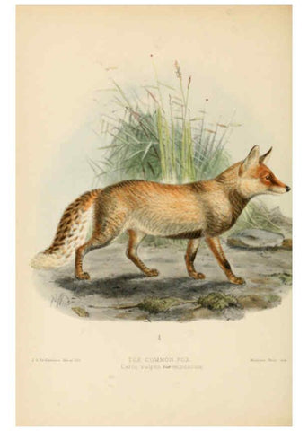 Reproducción/Reproduction 5987841561: Dogs, jackals, wolves, and foxes London R.H. Porter 1890 