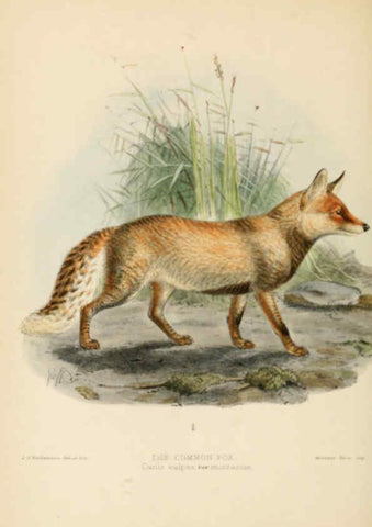 Reproducción/Reproduction 5987841561: Dogs, jackals, wolves, and foxes London R.H. Porter 1890 