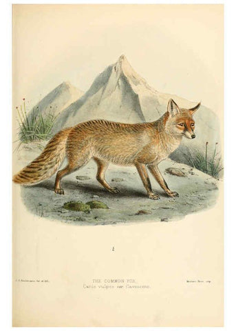 Reproducción/Reproduction 5988405492: Dogs, jackals, wolves, and foxes London R.H. Porter 1890 
