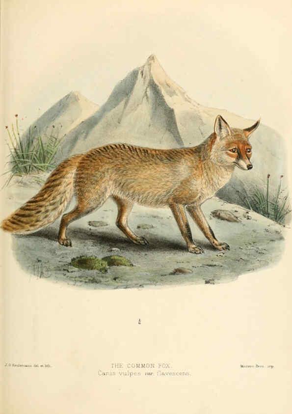 Reproducción/Reproduction 5988405492: Dogs, jackals, wolves, and foxes London R.H. Porter 1890 